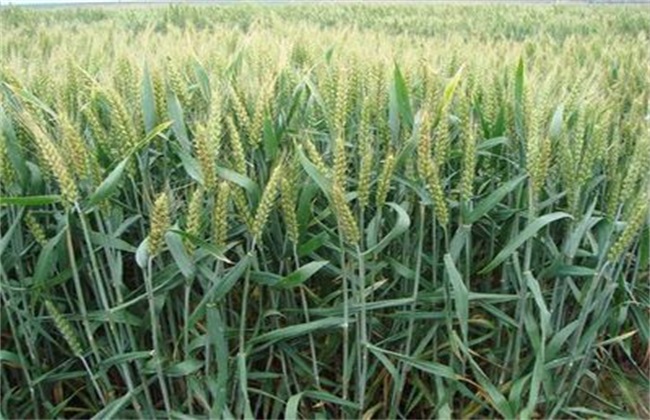 注意事项 小麦 种植