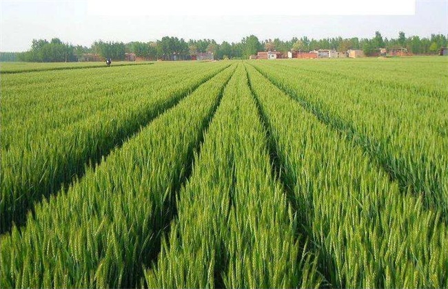 注意事项 小麦 种植