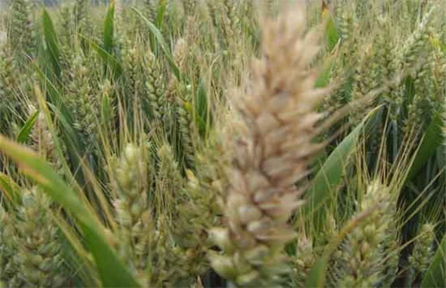 小麦白穗的原因及防治方法