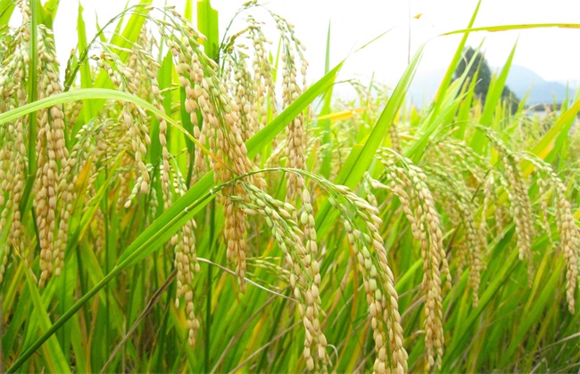 水稻 注意事项 幼穗分化期