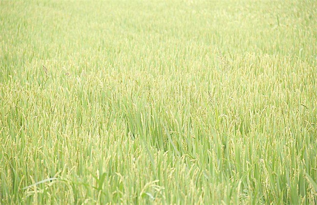 田间管理 水稻 夏季