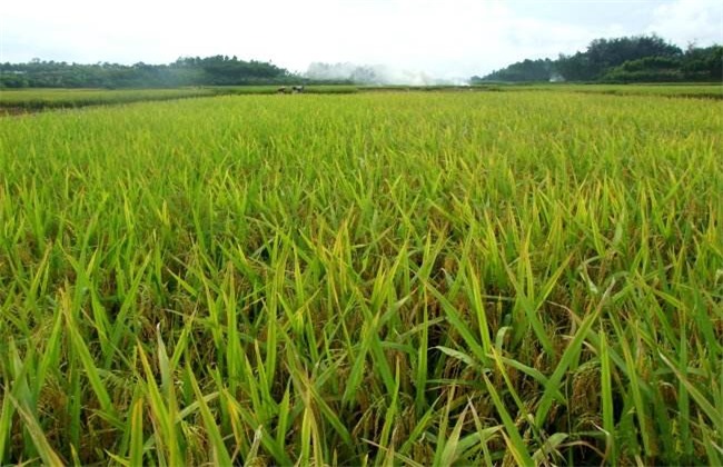 田间管理 水稻 夏季