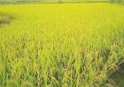水稻夏季的田间管理