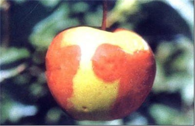 苹果烂果的原因及防治方法