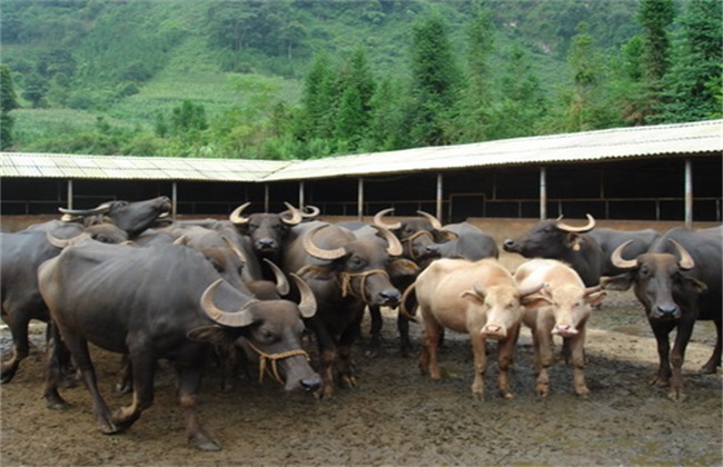 广东水牛养殖图片