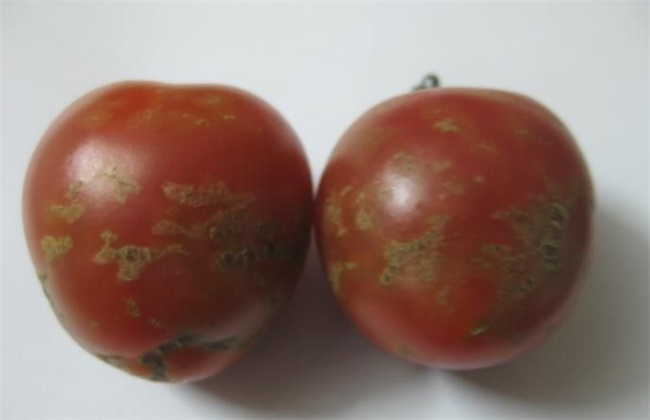 番茄花皮的原因及防治方法
