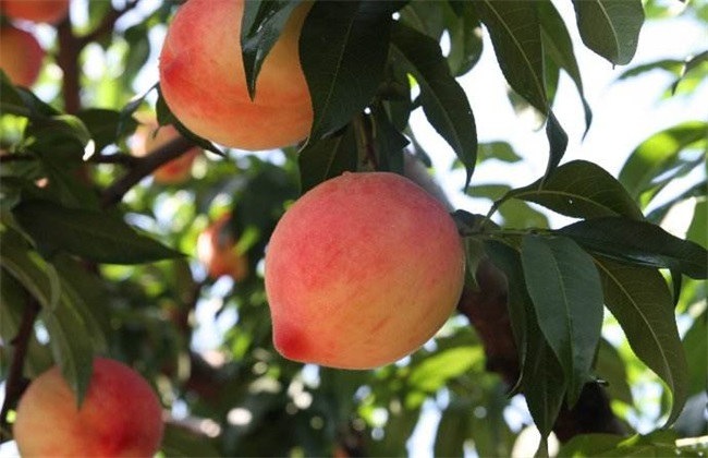 种植桃子如何提高品质