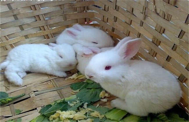 饲养管理 兔子 方法
