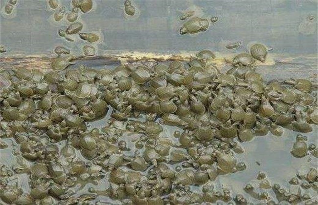 甲鱼人工养殖技术
