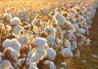导致棉花产量低的原因