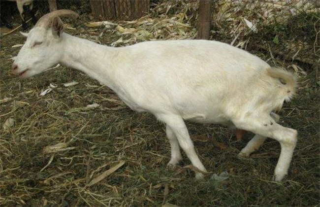 母羊产后瘫痪的原因及防治方法