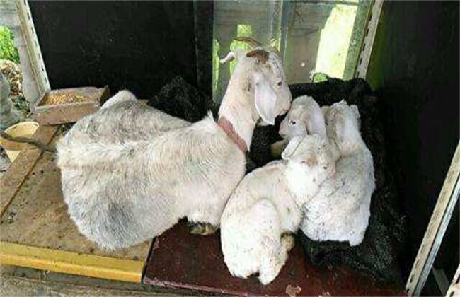 母羊产后瘫痪的原因及防治方法