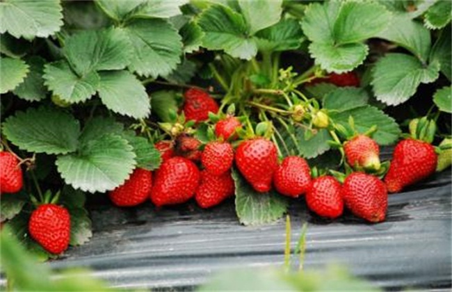 草莓种植2