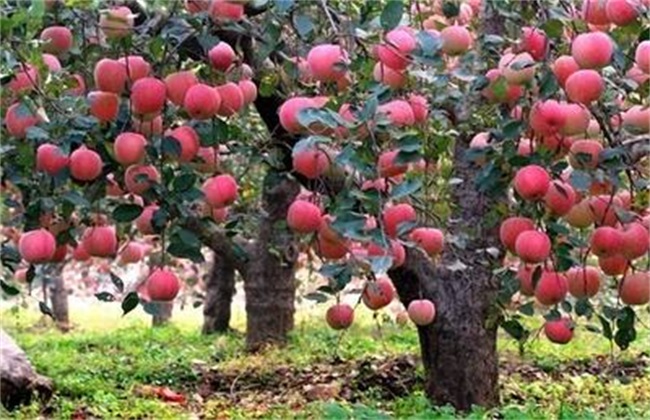 苹果树为什么会烂根