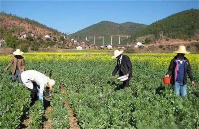 蚕豆的高产施肥技术