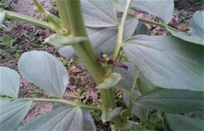 蚕豆的高产施肥技术