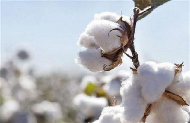 棉花 管理方法 秋季