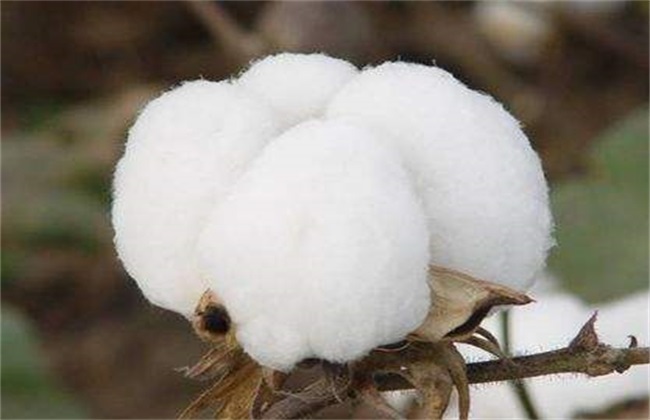 棉花 管理方法 秋季