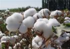 秋季棉花的管理方法