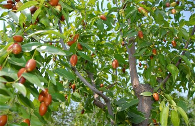 干腐病症状 枣树 防治方法
