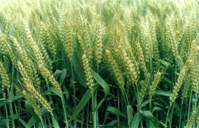 水稻根部缺氧的原因及防治