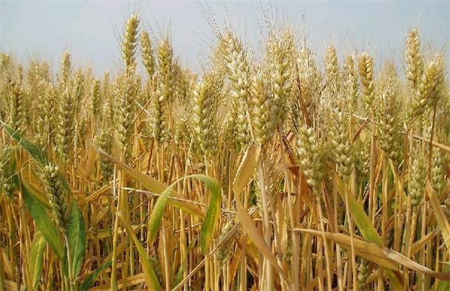 水稻根部 缺氧原因 防治方法