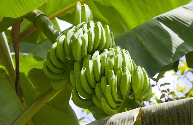 香蕉种植的注意事项