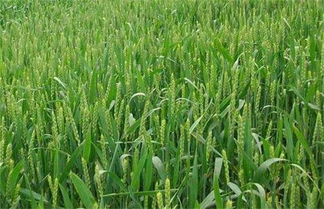 种植小麦 优点 深耕