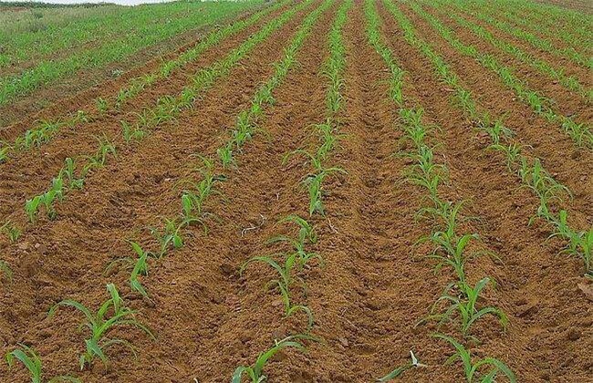 玉米的田间管理技术