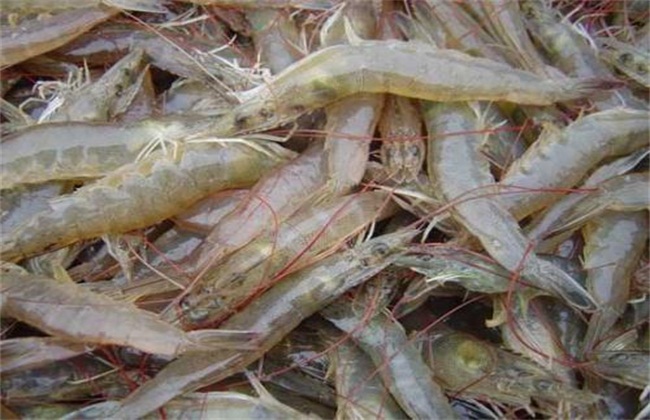 南美白对虾养殖
