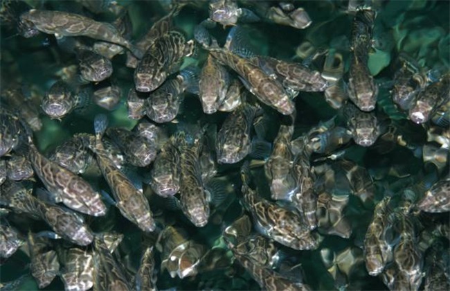 石斑鱼 饲养管理 方法