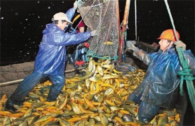 大黄鱼养殖技术