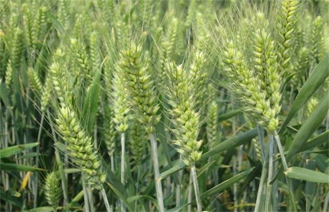小麦 注意事项 越冬