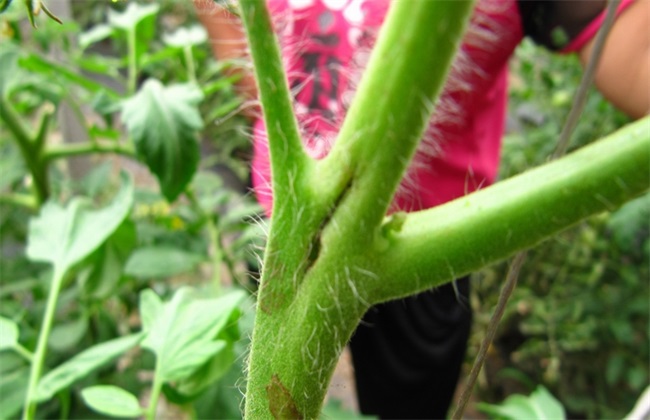 西红柿 芽枯病特征 防治方法
