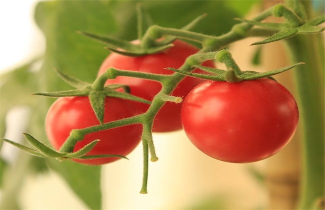 西红柿 不定根原因 防治方法