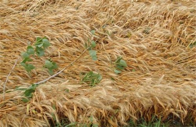 小麦倒伏的原因及挽救方法