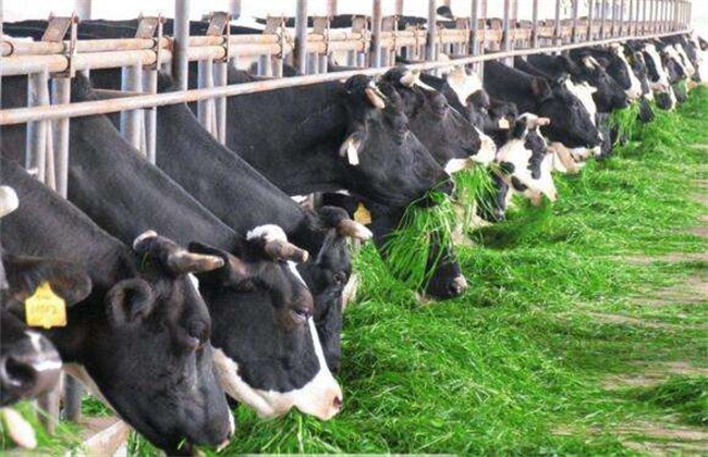 养殖奶牛 管理方法 秋季