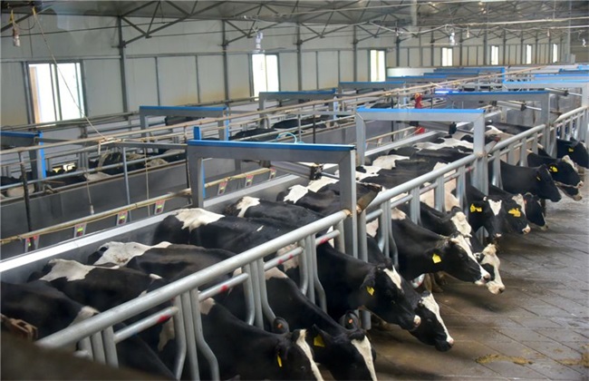 养殖奶牛 管理方法 秋季