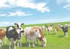 秋季养殖奶牛的管理方法