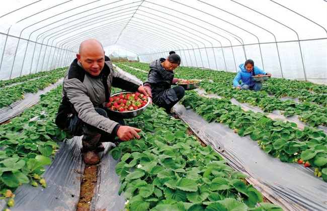 草莓高产栽培技术