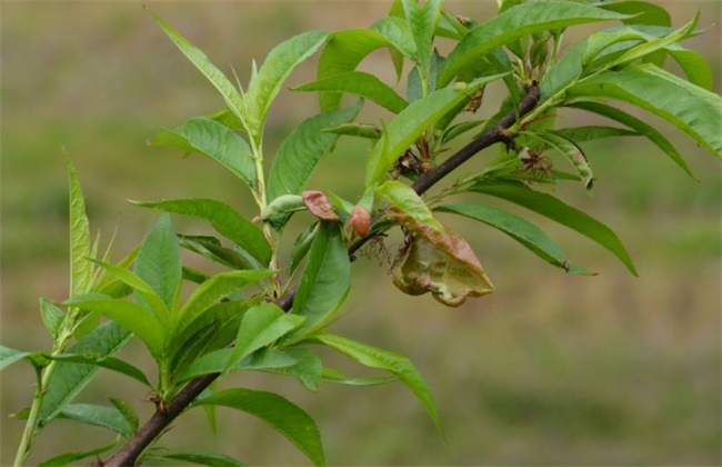 桃树常见病害症状及防治方法