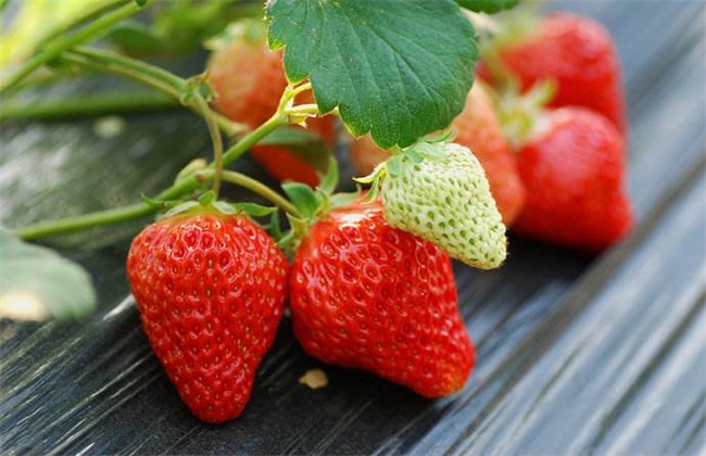 常见病害 草莓 防治方法