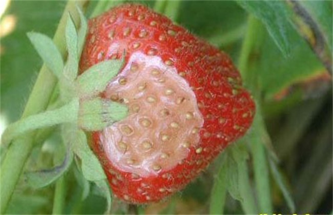 草莓烂果的原因及解决方法