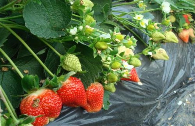 牛奶草莓的种植技术