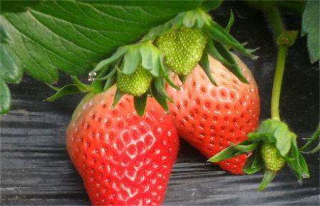 牛奶草莓的种植技术
