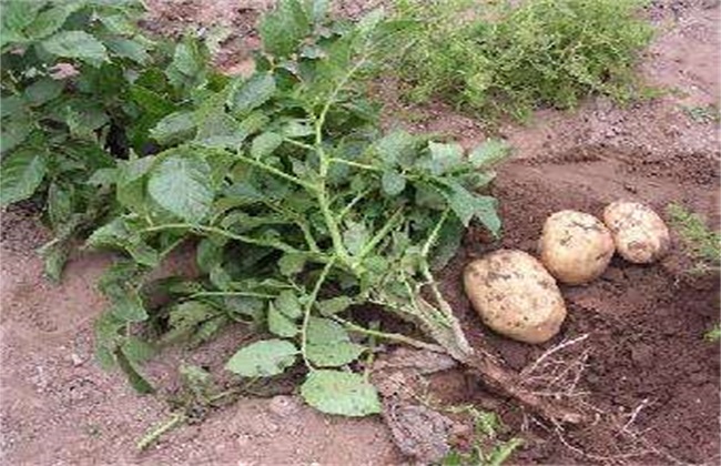 土豆 膨大期 怎么管理