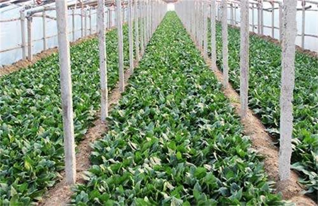 秋菠菜的种植技术