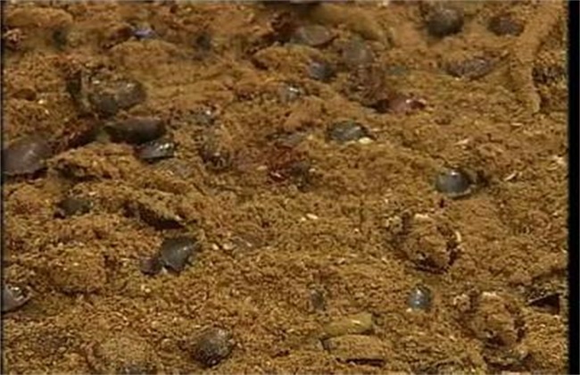 沼渣养殖土鳖虫技术