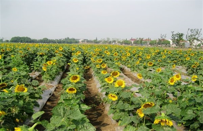 高产 向日葵 栽培技术