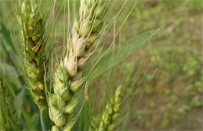 拔节期 田间管理 小麦